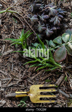 Draufsicht flache Anordnung von Trockenheit toleranten Sukkulenten Pflanzen und Gartengeräte gruppiert und auf Holzspänen im Garten gesetzt. Stockfoto