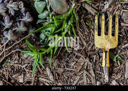 Draufsicht flache Anordnung von Trockenheit toleranten Sukkulenten Pflanzen und Gartengeräte gruppiert und auf Holzspänen im Garten gesetzt. Stockfoto