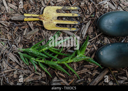 Draufsicht flache Anordnung von Trockenheit toleranten Sukkulenten Pflanzen und Gartengeräte gruppiert und auf Holzspänen im Garten gesetzt. Stockfoto