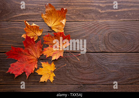 Helle Herbst Ahorn Blätter auf einem dunklen Hintergrund. Kopieren Sie Raum, Ansicht von oben Stockfoto