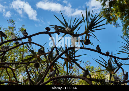 Taube in Palm Obstbaum in der Stadtverwaltung von Funchal, Madeira, Portugal, Europäische Union Stockfoto