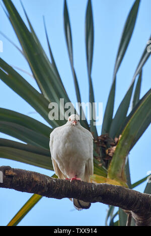 Taube in Palm Obstbaum in der Stadtverwaltung von Funchal, Madeira, Portugal, Europäische Union Stockfoto