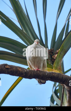 Taube in Palm Obstbaum in der Stadtverwaltung von Funchal, Madeira, Portugal, Europäische Union Stockfoto