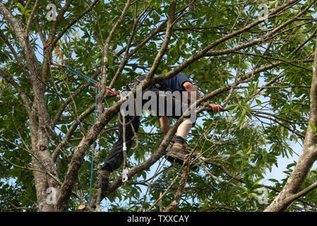 Baumchirurg bei der Arbeit//Baum Chirurgen bei der Arbeit//Élagueurs au Travail. Stockfoto