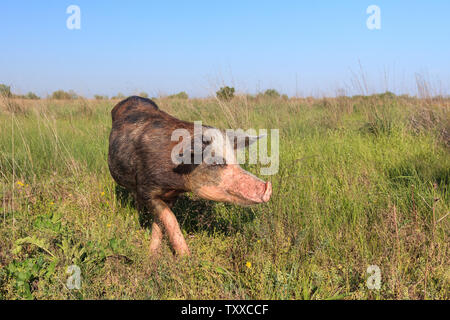 Schwein auf einer Wiese. Donau Delta, Rumänien Stockfoto