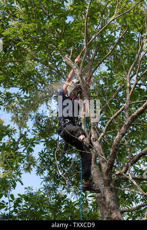 Baumchirurg bei der Arbeit//Baum Chirurgen bei der Arbeit//Élagueurs au Travail. Stockfoto