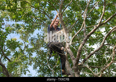 Baumchirurg bei der Arbeit//Baum Chirurgen bei der Arbeit//Élagueurs au Travail. Stockfoto