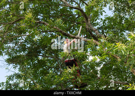 Baumchirurg bei der Arbeit//Baum Chirurgen bei der Arbeit//Élagueurs au Travail. Stockfoto