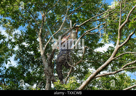 Baumchirurg bei der Arbeit//Baum Chirurgen bei der Arbeit//Élagueurs au Travail. Stockfoto