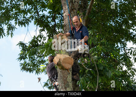 Baumchirurg bei der Arbeit//Baum Chirurgen bei der Arbeit//Élagueurs au Travail. Stockfoto