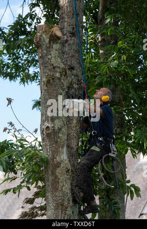 Baumchirurg bei der Arbeit//Baum Chirurgen bei der Arbeit//Élagueurs au Travail. Stockfoto