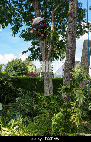 Baumchirurg bei der Arbeit//Baum Chirurgen bei der Arbeit//Élagueurs au Travail. Stockfoto