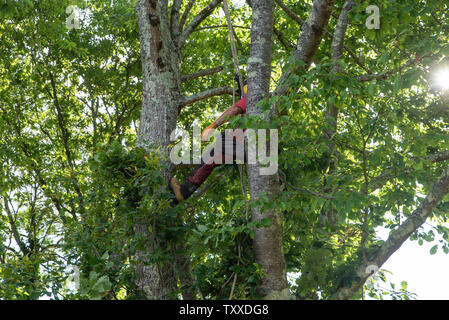 Baumchirurg bei der Arbeit//Baum Chirurgen bei der Arbeit//Élagueurs au Travail. Stockfoto