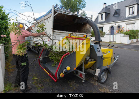 Baumchirurg bei der Arbeit//Baum Chirurgen bei der Arbeit//Élagueurs au Travail. Stockfoto