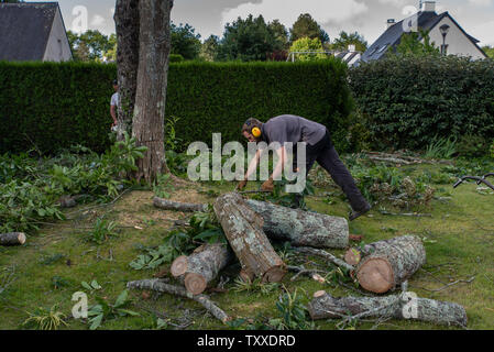 Baumchirurg bei der Arbeit//Baum Chirurgen bei der Arbeit//Élagueurs au Travail. Stockfoto