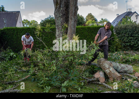 Baumchirurg bei der Arbeit//Baum Chirurgen bei der Arbeit//Élagueurs au Travail. Stockfoto