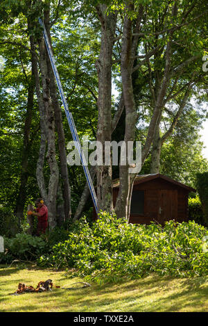 Baumchirurg bei der Arbeit//Baum Chirurgen bei der Arbeit//Élagueurs au Travail. Stockfoto