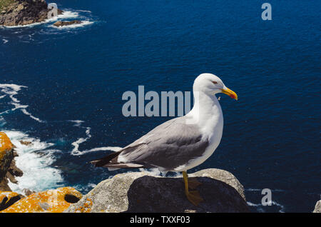 Seagull sich auf Felsen mit Blick auf das blaue Meer. Cies Inseln, Galicien, La Coruña, Vigo. Stockfoto