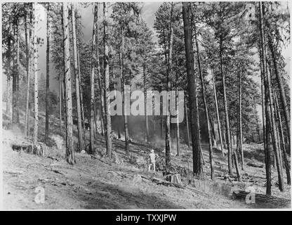 Broadcast Schrägstrich brennen. Mindestens zwei der Brenner werden in diesem Bild angezeigt. Wie in der Abbildung dargestellt, die brennenden fortgeschritten die Kante und gegen den Wind.; Umfang und Inhalt: Fotografische Berichte von Harold Weaver übersetzt veranschaulichen Waldbewirtschaftung auf Indian Reservation Wälder von Washington und Oregon, vor allem auf der Colville, wo Weber war Wald Supervisor, bevor er regionale Förster in 1960. Es gibt dort ein paar Fotos von Kalifornien und Montana und Berichte über wissenschaftliche Exkursionen. Stockfoto