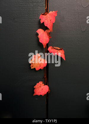 Fünf Blätter in leuchtenden Herbstfarben ragen aus einem schwarzen Holzzaun, Nova Scotia, Kanada. Ein minimalistisches, natürliches Arrangement in Herbstfarben. Stockfoto