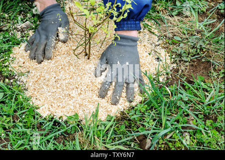 Das Einpflanzen von beerensträuchern. Der Mann legt Laubdecke der Späne um den Busch Blaubeeren. Stockfoto
