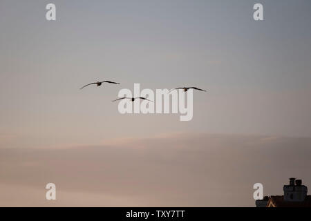 Vögel im Flug über dem Pazifischen Ozean Stockfoto