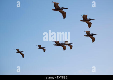 Vögel im Flug über dem Pazifischen Ozean Stockfoto