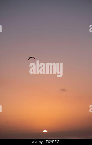 Vögel im Flug über dem Pazifischen Ozean Stockfoto