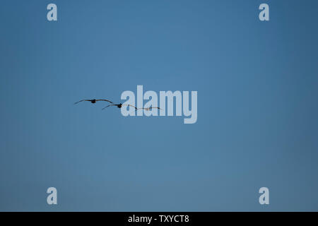 Vögel im Flug über dem Pazifischen Ozean Stockfoto