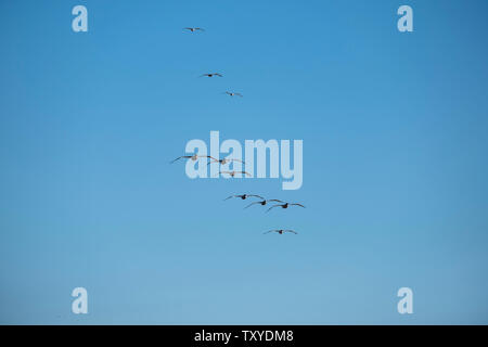 Vögel im Flug über dem Pazifischen Ozean Stockfoto