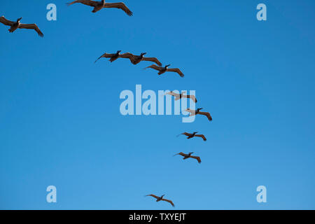 Vögel im Flug über dem Pazifischen Ozean Stockfoto