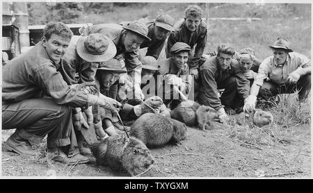 Civilian Conservation Corps in Idaho, Lachs National Forest: Lager W-167, CCC Jungs... bereit Biber aus einer Ranch, wo Sie Pflanzen schädlich für einen Wald Wasserscheide Speicherort, an dem Sie es ermöglichen, die Wasserversorgung zu sparen wurden zu verpflanzen... Stockfoto