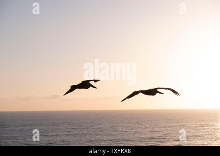 Vögel im Flug über dem Pazifischen Ozean Stockfoto