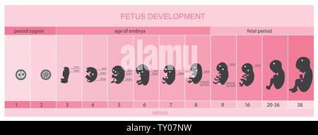 Vetor Fötus Entwicklung Stock Vektor