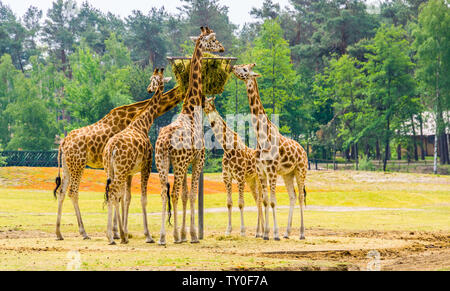 Gruppe der nubischen Giraffen Heu essen von einem Turm Warenkorb, Zoo, Fütterung, kritisch bedrohte Tierart aus Afrika Stockfoto