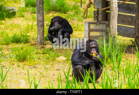 Zoo Fütterung, zwei westlichen Schimpansen Essen, kritisch bedrohte Primaten specie aus Afrika Stockfoto