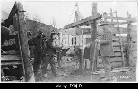 Enthornung von Rindern, Stanton Ranch, Mill Creek, Ochoco Wald, 1915. Stockfoto