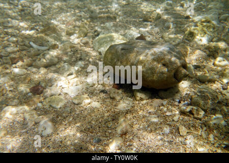 Verworfen Kantine der US-Armee aus dem Zweiten Weltkrieg gefunden, Unterwasser, Top Rock, Saama, Efate, Vanuatu Stockfoto