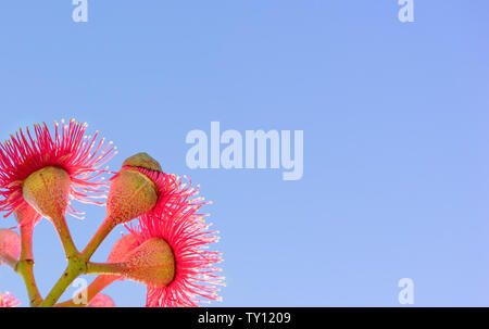 Australische rote Blume mit blauem Himmel Hintergrund Kopie Platz für Grußkarte Stockfoto