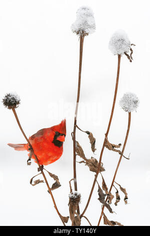 Männliche nördlichen Kardinal (Cardinalis cardinalis), Winter, E Nordamerika, von Dominique Braud/Dembinsky Foto Assoc Stockfoto