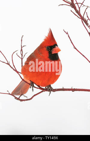 Männliche nördlichen Kardinal (Cardinalis cardinalis), Winter, E Nordamerika, von Dominique Braud/Dembinsky Foto Assoc Stockfoto