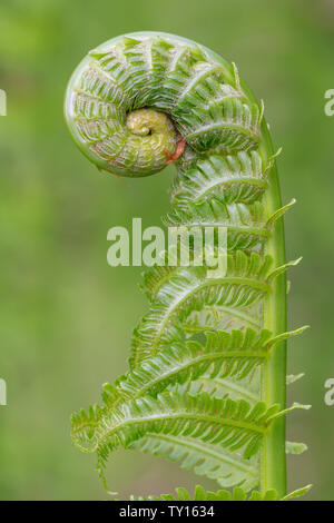 Zimt Farn (Osmundastrum cinnamomeum) Wedel (oder fiddleheads) Entfaltung und frühen Frühling, E. in USA, von Dominique Braud/Dembinsky Foto Assoc Stockfoto