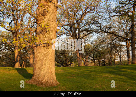 Weiße Eichen (Quercus alba), Frühling, Mai, Minnesota, USA, von Dominique Braud/Dembinsky Foto Assoc Stockfoto