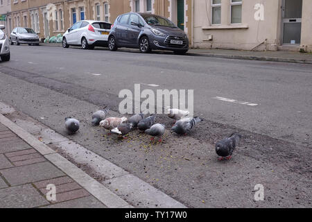 April 2019 - Tauben Fütterung auf Leckage und Abfälle aus der Mülleimer Papierkorb auf der Seite der Straße. Stockfoto