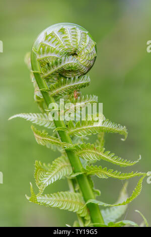 Zimt Farn (Osmundastrum cinnamomeum) Wedel (oder fiddleheads) Entfaltung und frühen Frühling, E. in USA, von Dominique Braud/Dembinsky Foto Assoc Stockfoto