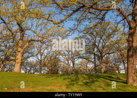 Weiße Eichen (Quercus alba), Frühling, Mai, Minnesota, USA, von Dominique Braud/Dembinsky Foto Assoc Stockfoto