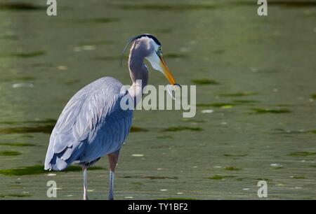 Great Blue Heron hält einen kleinen allein ist es in einer tide pool aufgespießt, Witty Lagune, Vancouver Island, British Columbia. Stockfoto