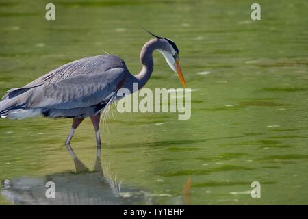 Great Blue heron Jagden für Fische in Grün tide pool, Witty Lagune, Vancouver Island, British Columbia. Stockfoto