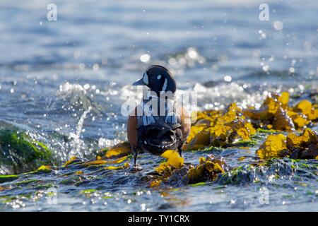 Bunte männlichen Harlequin Duck steht in der Algen wie Wellen um auf southern Vancouver Island, British Columbia Splash. Stockfoto