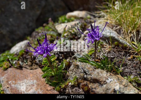 Alpenblume, Phyteuma hemisphaericum (Globe vorangegangen Rapunzeln). Aostatal, Alpen. Stockfoto